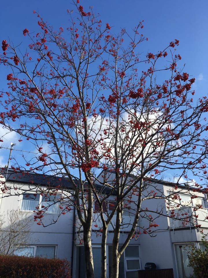 14572177_10154531451053774_5158304067276641532_n